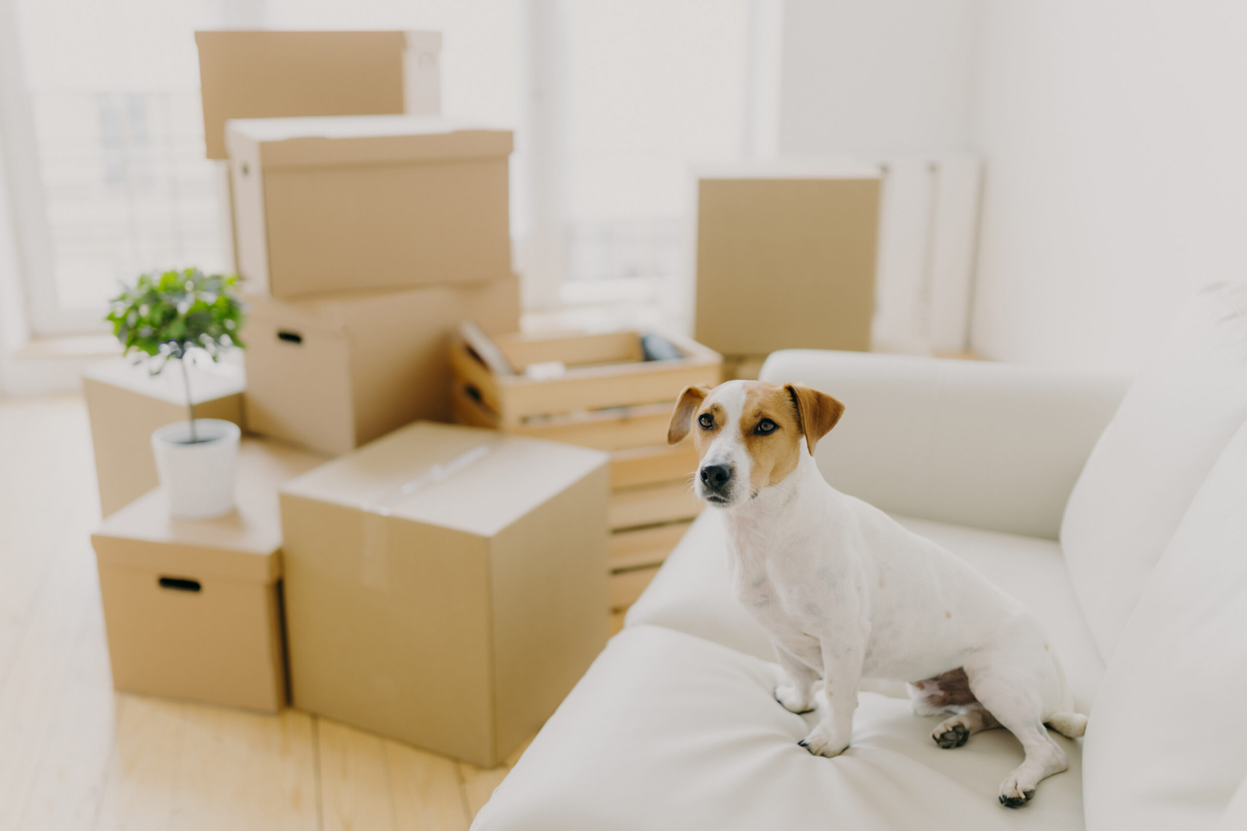 Essential Tips for Relocating to Dubai with Pets